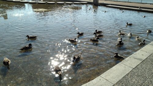 市場池公園と市場池オアシス広場