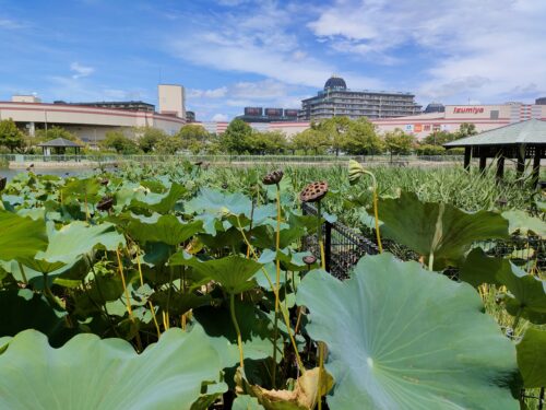 市場池公園と市場池オアシス広場