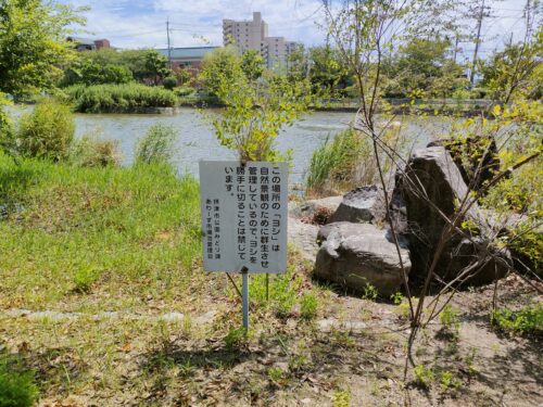 市場池公園と市場池オアシス広場